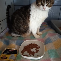 photo de livraison pour L'école du Chat d'Ollioules