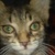 photo animal