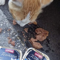 photo de livraison pour Les Chats-Pitresdelavi-Ste