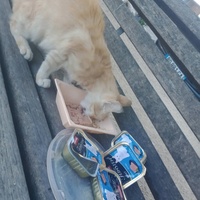 photo de livraison pour Les Chats-Pitresdelavi-Ste