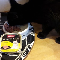 photo de livraison pour Les Chats libres de Fleurance