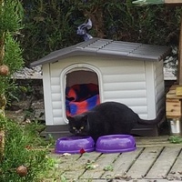 photo de livraison pour Les Chats'nonymes