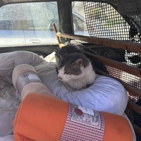photo de livraison pour Les chats Port-Saint-Louisiens