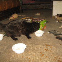 photo de livraison pour Jardin des Chats