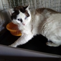 photo de livraison pour Cosette