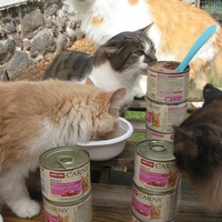 photo de livraison pour Jardin des Chats