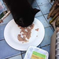 photo de livraison pour Les chats libres de Caro