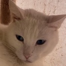 photo association