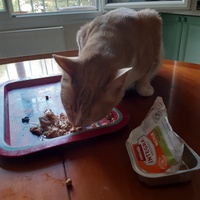 photo de livraison pour L'Arche des Amis à pattes