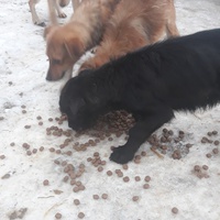 photo de livraison pour Nobody's Dog France