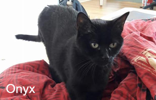 Onyx Ronron Association Animal Webaction