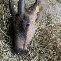 photo de livraison pour Bêle et Bête