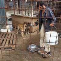 photo de livraison pour Save & Hope for Dogs