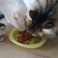 photo de livraison pour Les Pattounes de l'Espoir