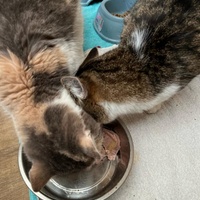 photo de livraison pour Rescapés de l'Enfer