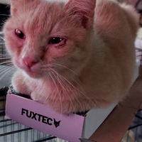 photo de livraison pour Les Chats de Cooper