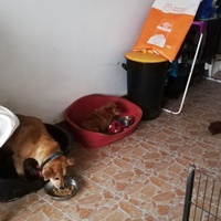 photo de livraison pour Sammelstelle für Tiere in Not e.V.