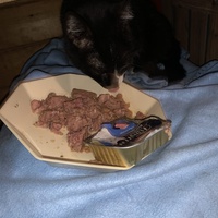 photo de livraison pour Les chats de chez nous