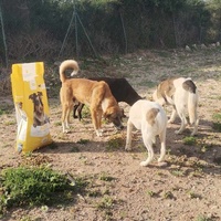 photo de livraison pour 4 Pattes Mogador