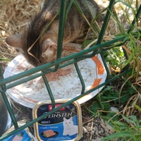 photo de livraison pour Les Chats-Pitresdelavi-Ste