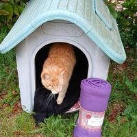 photo de livraison pour Les Chats Libres de Nimes Agglo