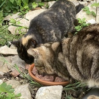 photo de livraison pour Les Chats Perchés de Mirmande