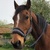photo animal