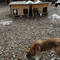 photo de livraison pour Animals voice Macedonia