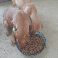 photo de livraison pour Udruženje za zaštitu i zbrinjavanje životinja "Moje šape"