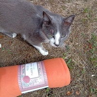 photo de livraison pour Chats Oubliés