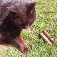 photo de livraison pour Chats Oubliés