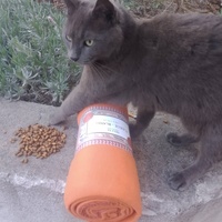 photo de livraison pour Les Chats-Pitresdelavi-Ste
