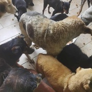 photo de livraison pour ПРИХВАТИЛИШТЕ ДРАЖЕВАЦ