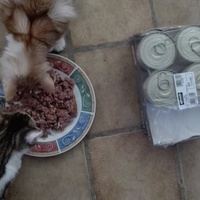 photo de livraison pour Adopte Un Matou