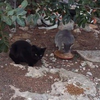 photo de livraison pour Les Chats-Pitresdelavi-Ste
