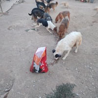 photo de livraison pour Samira Gagula