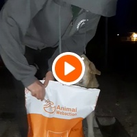 photo de livraison pour Antonia Save Animals