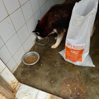 photo de livraison pour Comme Chiens et Chats Maroc