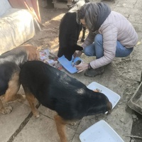 photo de livraison pour Chats Libres de Béziers