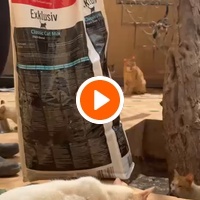 photo de livraison pour Le Coeur sur la Patte