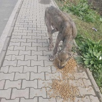 photo de livraison pour Civic Initiative Kane Korzo Skopje