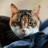 photo de livraison pour Les Chats Libres d'Estagel