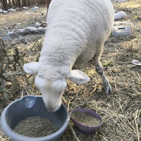 photo de livraison pour Chats Libres de Béziers