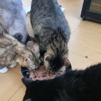 photo de livraison pour Chats Libres des Hauts Cantons de l'Hérault