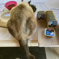 photo de livraison pour Association Des  Chats  De Hyeres