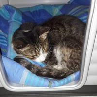 photo de livraison pour Chats Libres de Béziers