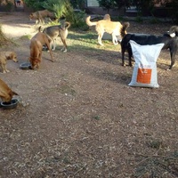 photo de livraison pour Help Adopt Moroccan Animals