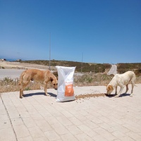 photo de livraison pour Sanctuaire de la Faune de Tanger (SFT)