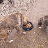 photo de livraison pour Happy Shelter Skopje