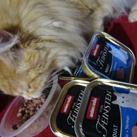 photo de livraison pour Jardin des Chats